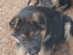 Pui Ciobanesc german